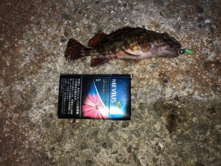 メバルが欲しい