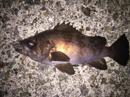 満月メバリング