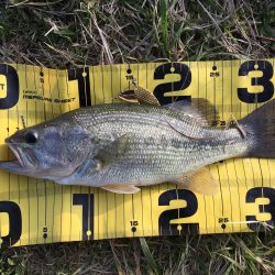 鯰イングのはずが