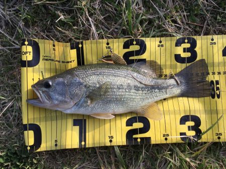 鯰イングのはずが