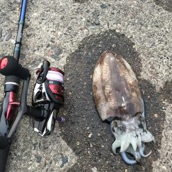 夕方にコウイカ