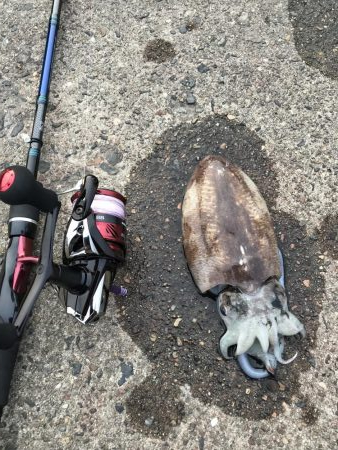 夕方にコウイカ