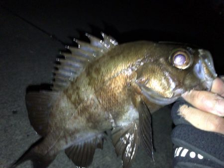 強風の中のワンチャン