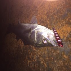 バチパターン難し!!