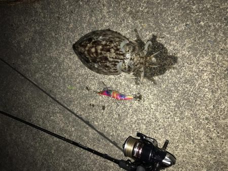 のんびりイカ釣り