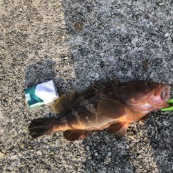 エギングでアコウ