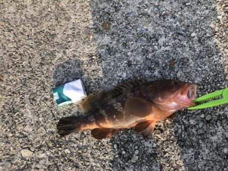 エギングでアコウ