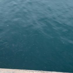 サゴシエーター