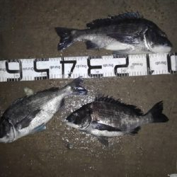 4/27釣果　チヌ45,38,36センチ