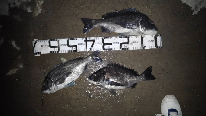 4/27釣果　チヌ45,38,36センチ