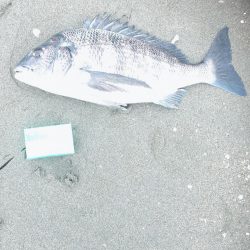 キス釣りに行ったけど