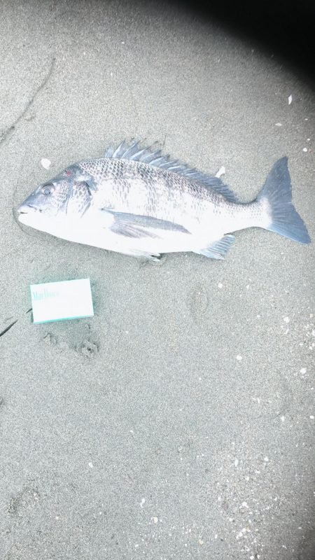 キス釣りに行ったけど