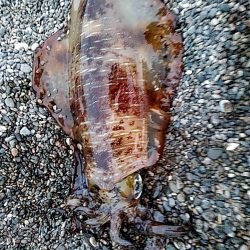 アオリイカ1杯（1.5キロ）確保です!!