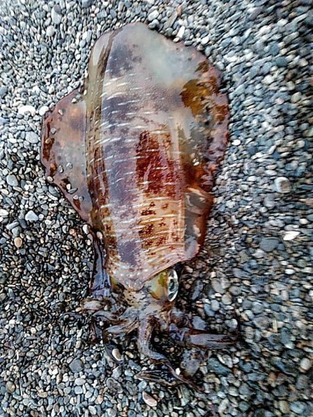 アオリイカ1杯（1.5キロ）確保です!!