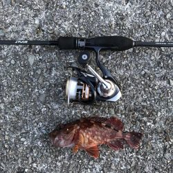 なんとかメバル