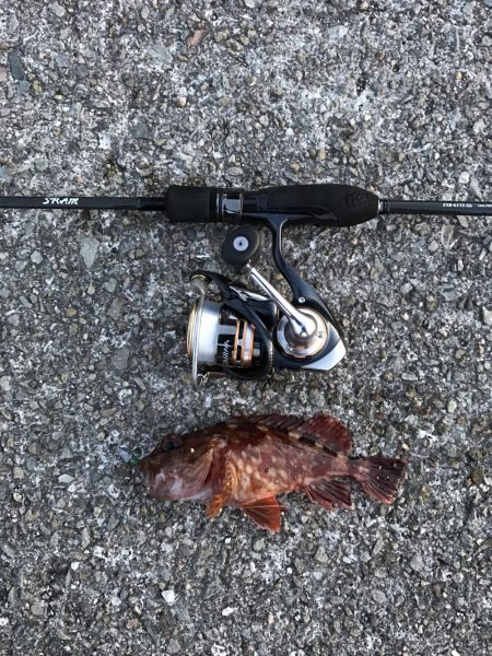 なんとかメバル