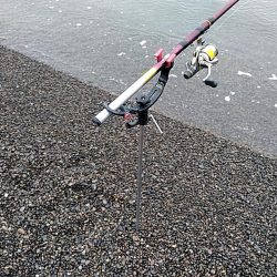 やっぱりイイ潮みたいです!!