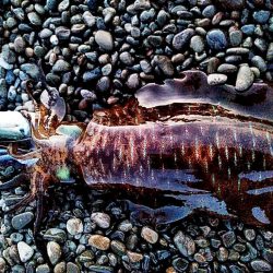 イイ潮みたいです!!