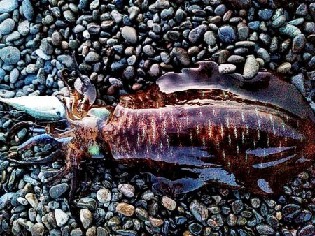 イイ潮みたいです!!