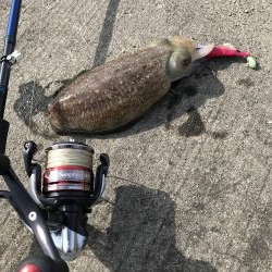 コウイカ釣れた