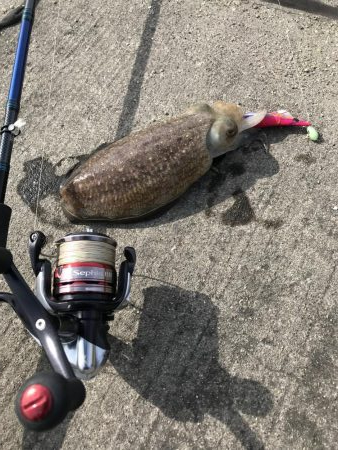 コウイカ釣れた