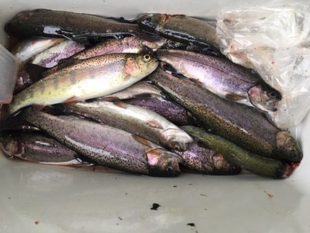 芥川マス釣り場