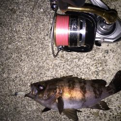 爆風メバリング