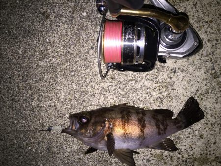 爆風メバリング