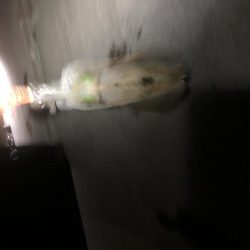 初遠征初アオリ