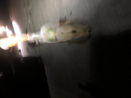 初遠征初アオリ