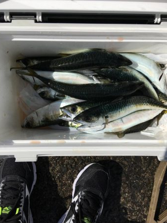サビキ釣り