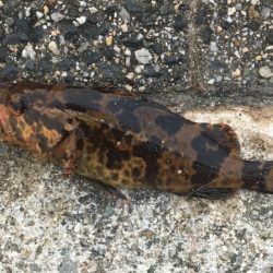 メバルさん遊んでくれました。