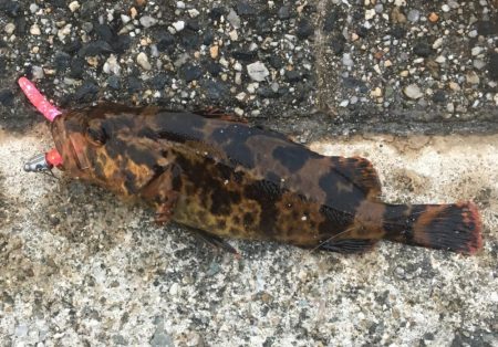 メバルさん遊んでくれました。