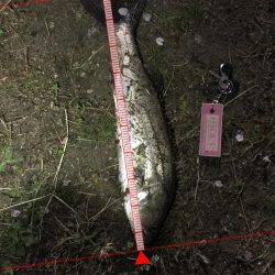 バチ抜けの気配