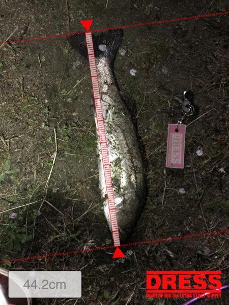 バチ抜けの気配