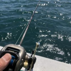 泉州丸さんでメガガシラ