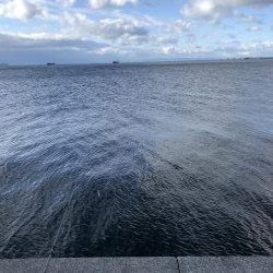 サゴシ祭りからのメジロ