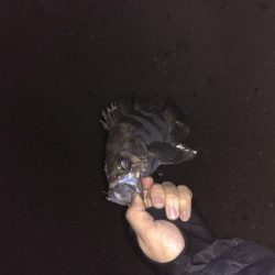 須磨メバリング