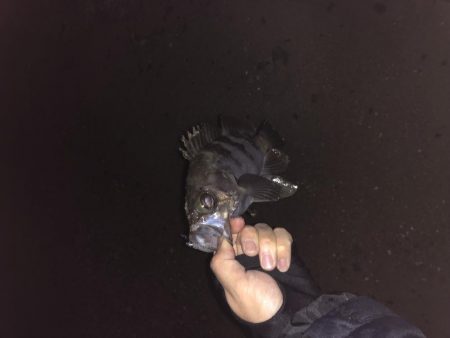 須磨メバリング