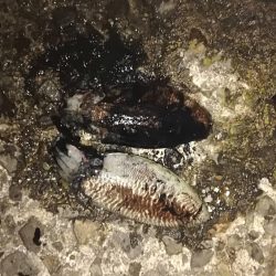 春アオリと、コウイカ