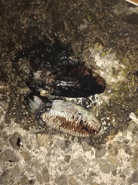 春アオリと、コウイカ