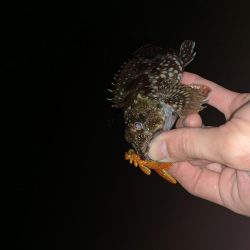 エギングの合間に