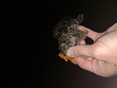 エギングの合間に