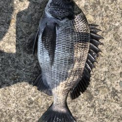 イチノ兄弟、釣果!