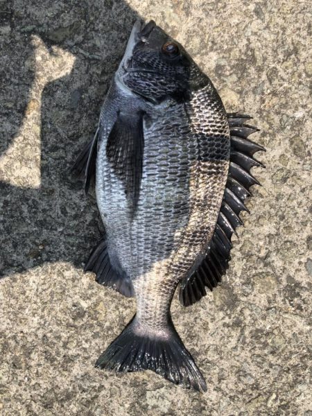 イチノ兄弟、釣果!