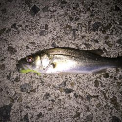 メバリングで3目釣り