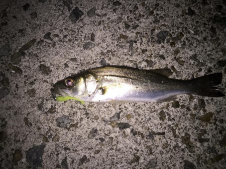 メバリングで3目釣り