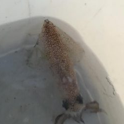 何イカだろう？