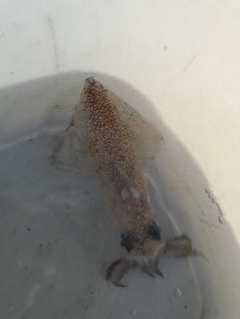 何イカだろう？