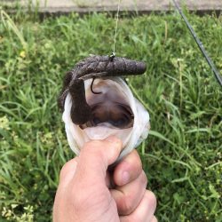 淀川記録更新！